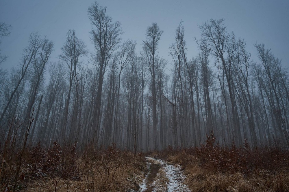 Фотографія Імлистий ліс / Andrew Zubenko / photographers.ua