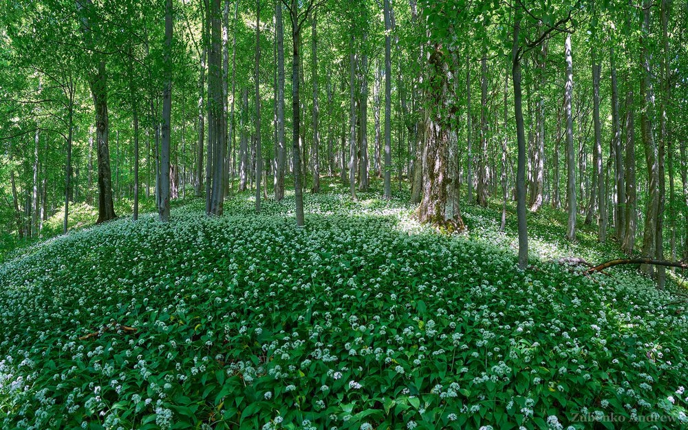 Фотографія Черемшевий ліс / Andrew Zubenko / photographers.ua