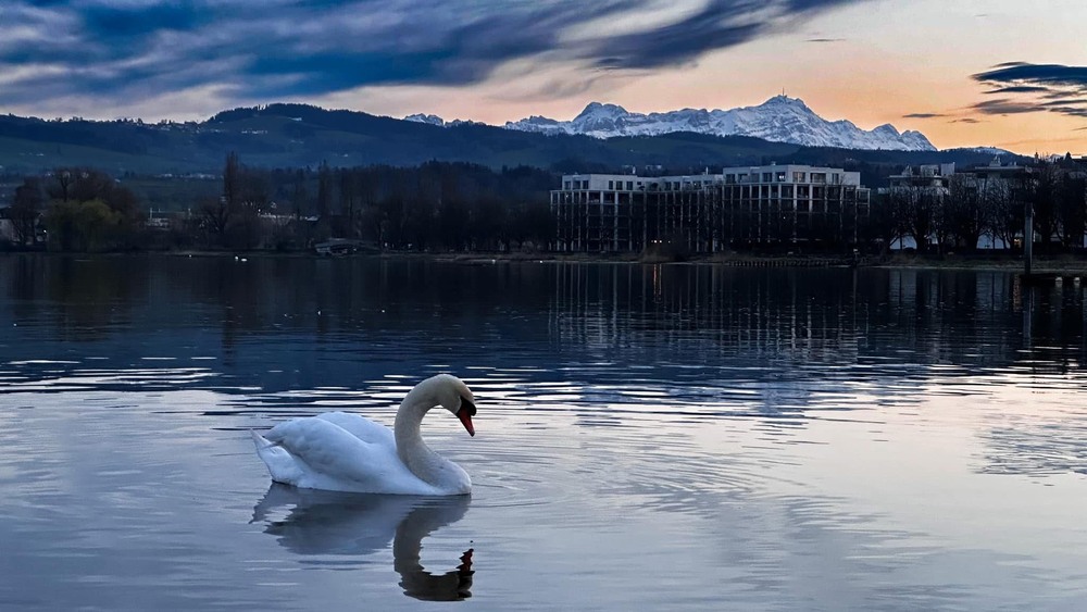 Фотографія Лебідь на озері Bodensee / Nataly Photographer / photographers.ua
