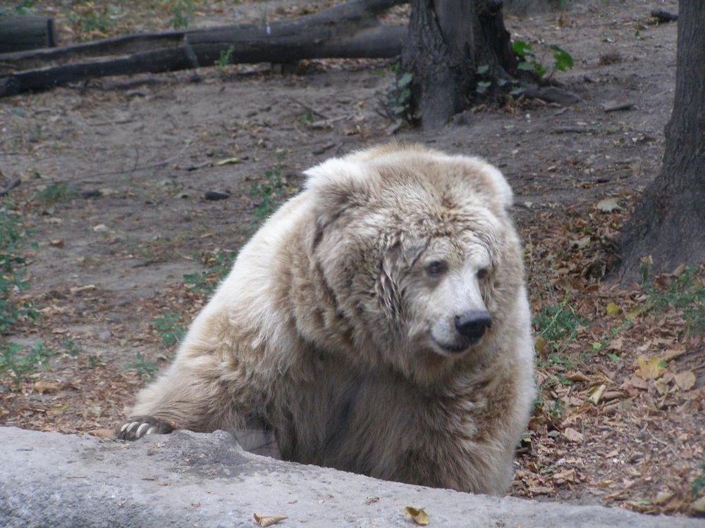 Фотографія Очень грустный медведь / Игорь Згуров / photographers.ua