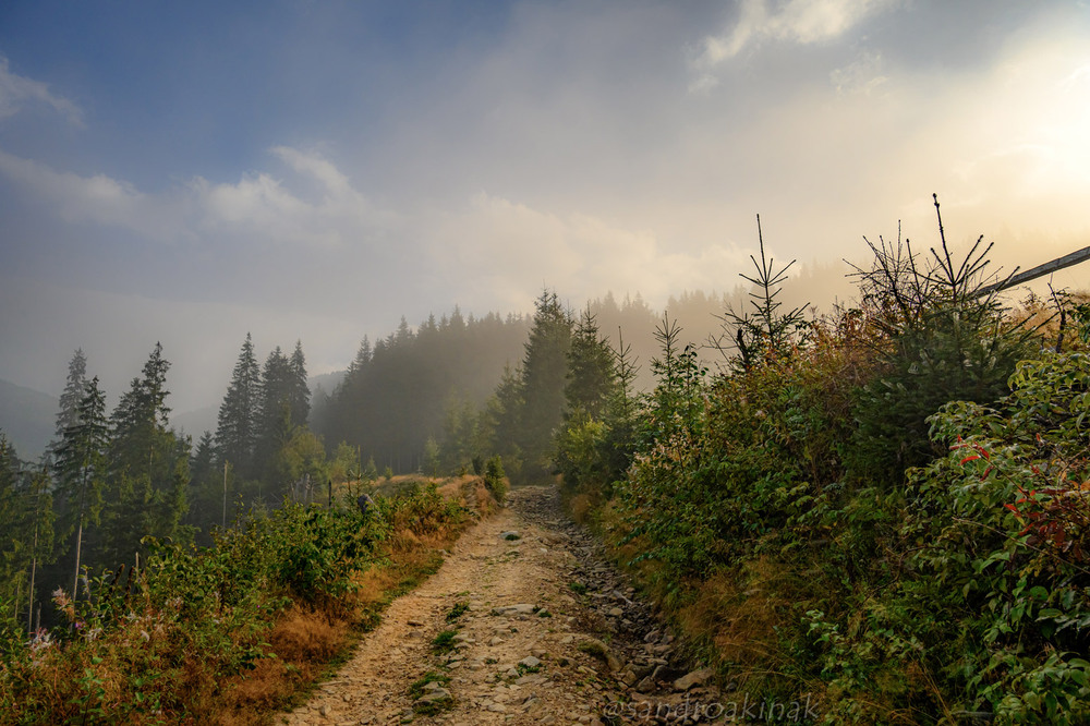 Фотографія In the morning on the forest road / Akinak Sandro / photographers.ua