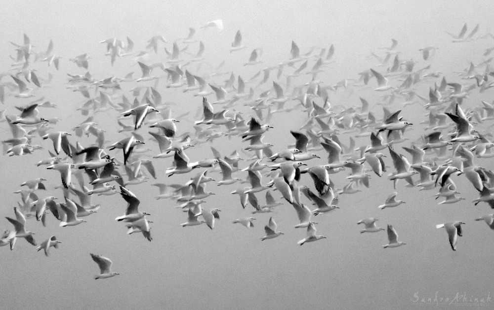 Фотографія Seagulls in the morning mist / Akinak Sandro / photographers.ua