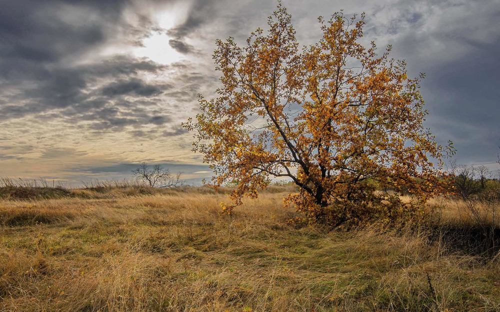 Фотографія Осень в степи / Олександр Пасечник / photographers.ua