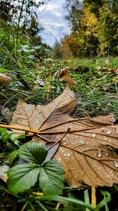 Фотографія ОСІННІЙ МОТИВ / Зеновій Кулик / photographers.ua