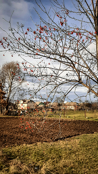 Фотографія ПЕРШИЙ ДЕНЬ ЗИМИ / Зеновій Кулик / photographers.ua