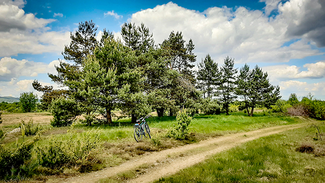 Фотографія СОСНОВИЙ ГАЙ / Зеновій Кулик / photographers.ua