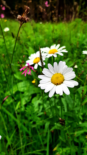 Фотографія ЛІТО / Зеновій Кулик / photographers.ua