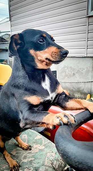 Фотографія ТРАКТОРИСТ / Зеновій Кулик / photographers.ua