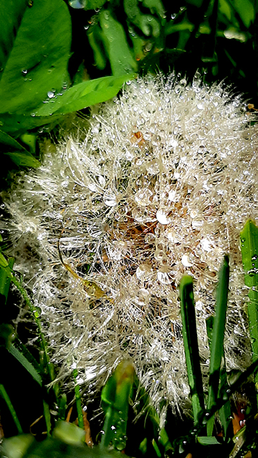 Фотографія КРАПЕЛЬКИ / Зеновій Кулик / photographers.ua