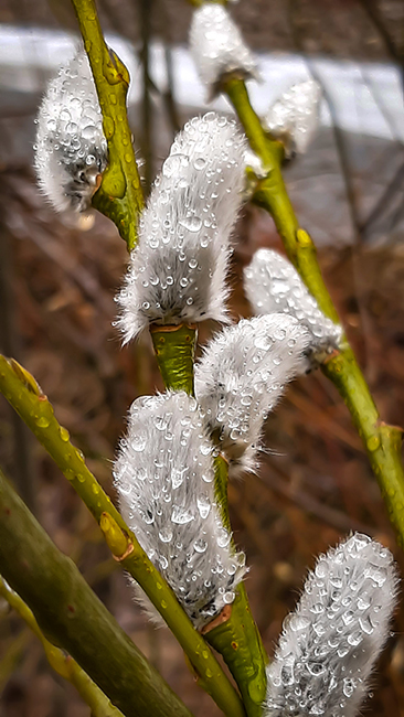 Фотографія КОТИКИ ВЕРБОВІ / Зеновій Кулик / photographers.ua