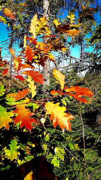 Фотографія БАРВИ ОСЕНІ / Зеновій Кулик / photographers.ua