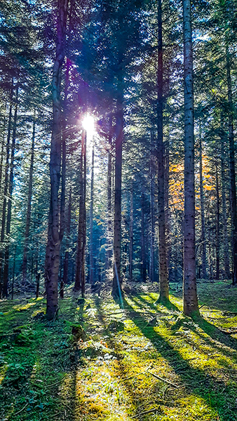 Фотографія ЛІСОВИЙ ПЕЙЗАЖ / Зеновій Кулик / photographers.ua