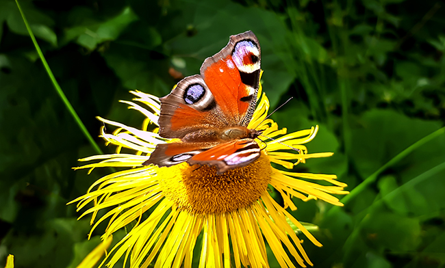 Фотографія МЕТЕЛИК / Зеновій Кулик / photographers.ua