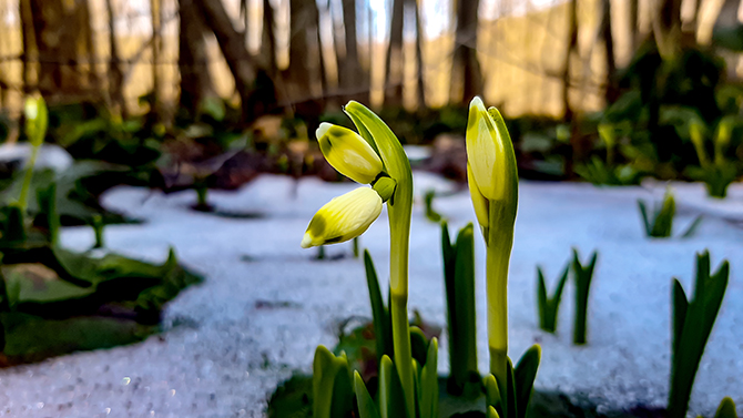Фотографія ПРОБУДЖЕННЯ / Зеновій Кулик / photographers.ua