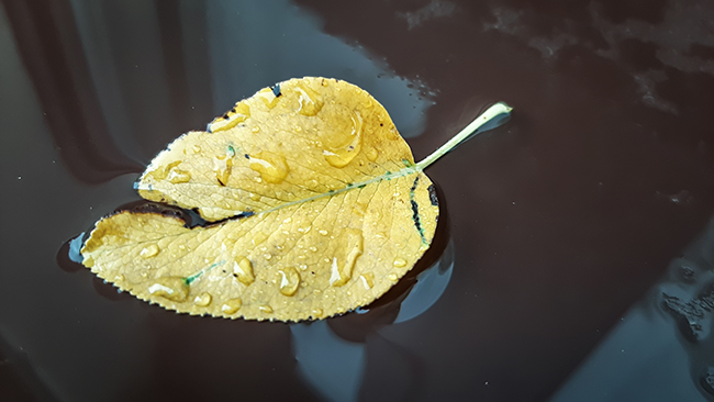 Фотографія СКОРО ОСІНЬ / Зеновій Кулик / photographers.ua