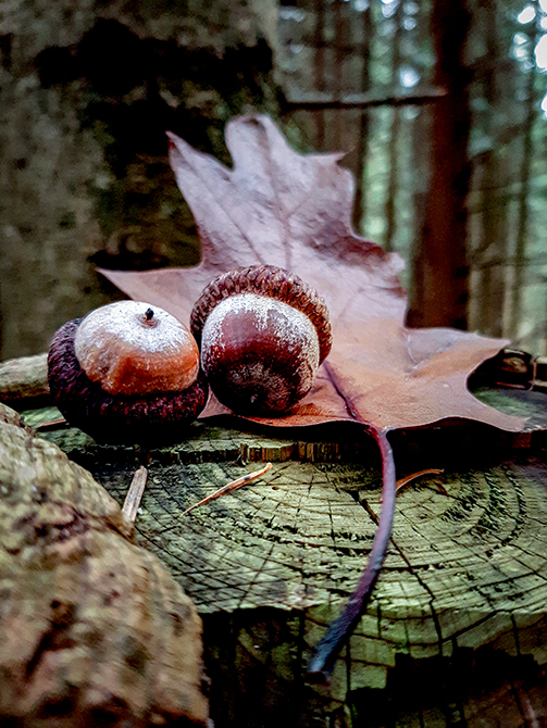 Фотографія У ЛІСІ / Зеновій Кулик / photographers.ua