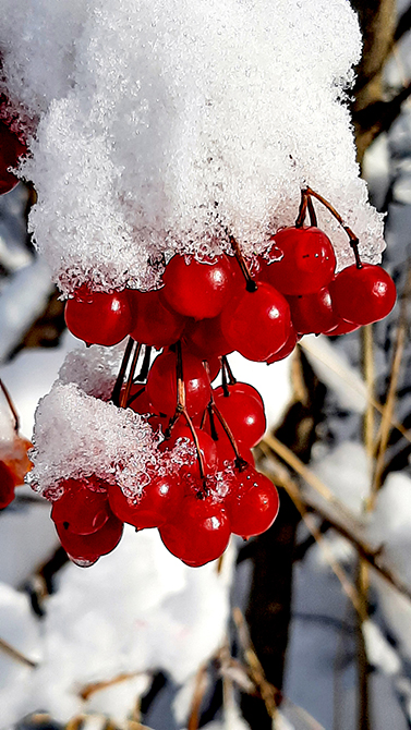 Фотографія ЧЕРВОНІ ГРОНА / Зеновій Кулик / photographers.ua