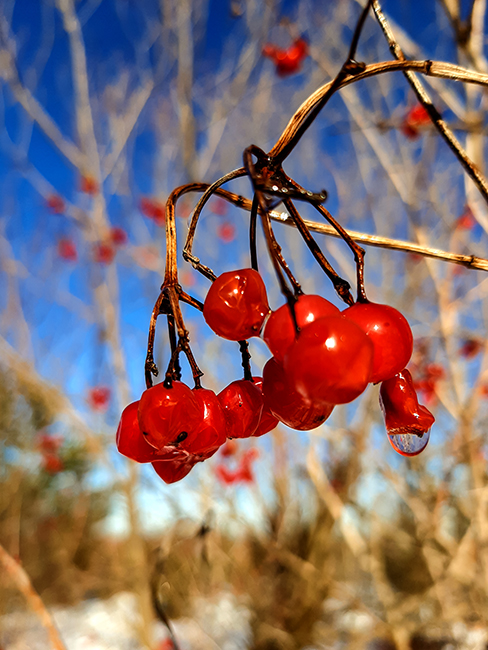 Фотографія КАЛИНА / Зеновій Кулик / photographers.ua