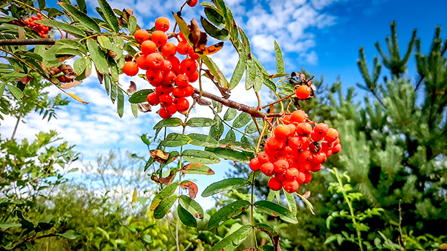 Фотографія КІНЕЦЬ ЛІТА / Зеновій Кулик / photographers.ua