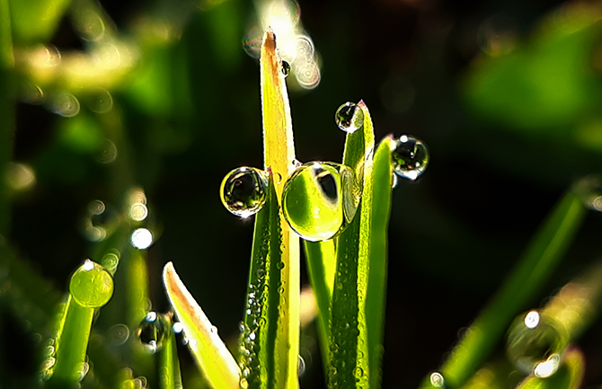 Фотографія Макро / Зеновій Кулик / photographers.ua