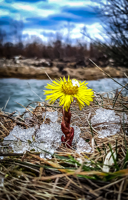 Фотографія КВІТЕНЬ І СНІГ / Зеновій Кулик / photographers.ua