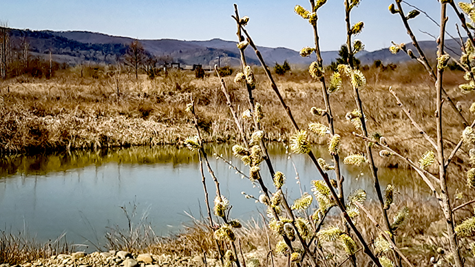 Фотографія ВЕРБОВІ ГІЛКИ / Зеновій Кулик / photographers.ua