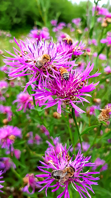 Фотографія МЕДОНОСИ / Зеновій Кулик / photographers.ua