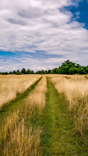 Фотографія ЛИПЕНЬ / Зеновій Кулик / photographers.ua