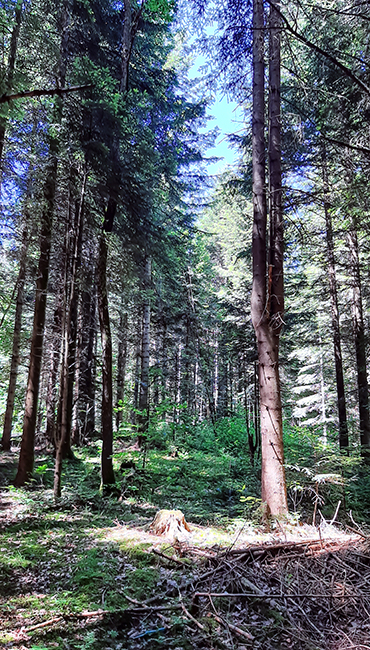 Фотографія ЛІС / Зеновій Кулик / photographers.ua