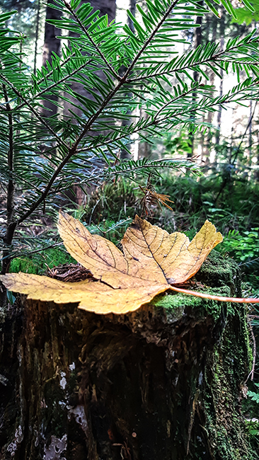 Фотографія ЖОВТИЙ ЛИСТ / Зеновій Кулик / photographers.ua