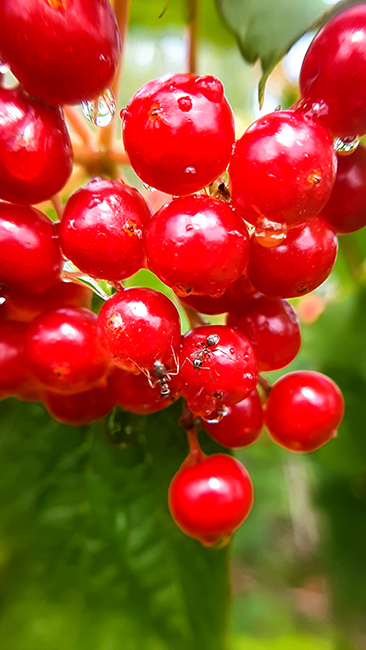 Фотографія МАКРОСВІТ / Зеновій Кулик / photographers.ua