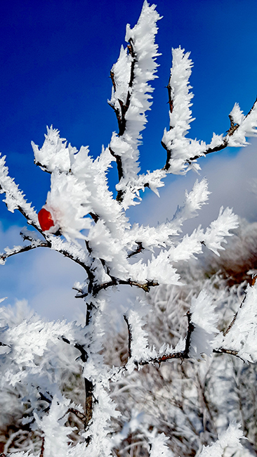 Фотографія МОРОЗ / Зеновій Кулик / photographers.ua