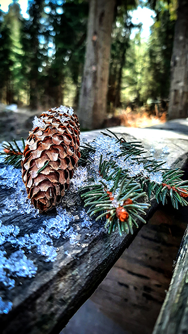 Фотографія ЛІС / Зеновій Кулик / photographers.ua