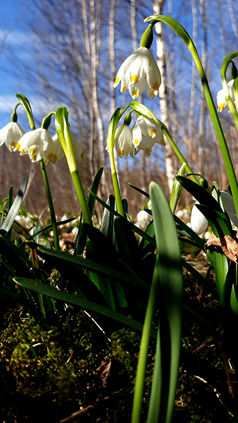 Фотографія ПЕРШОЦВІТ / Зеновій Кулик / photographers.ua