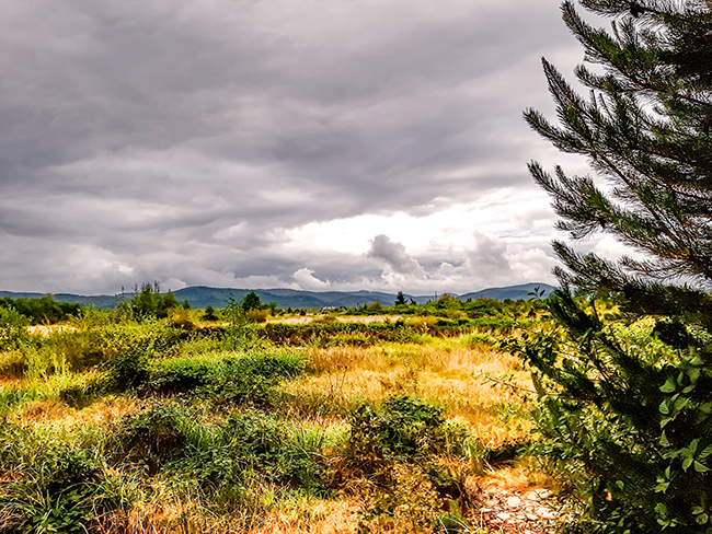 Фотографія ПОЛЕ / Зеновій Кулик / photographers.ua