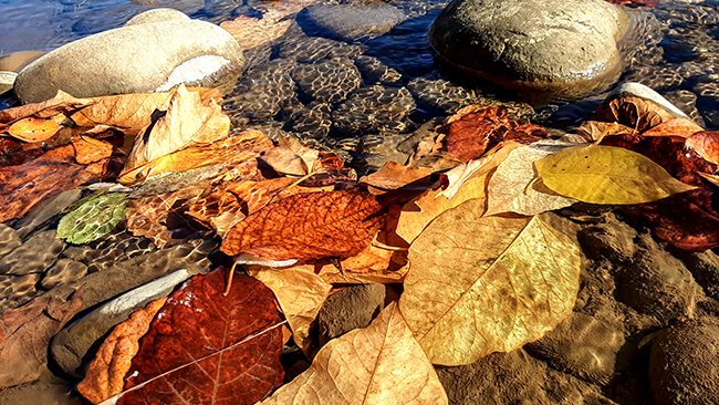 Фотографія ФАРБИ ОСЕНІ / Зеновій Кулик / photographers.ua