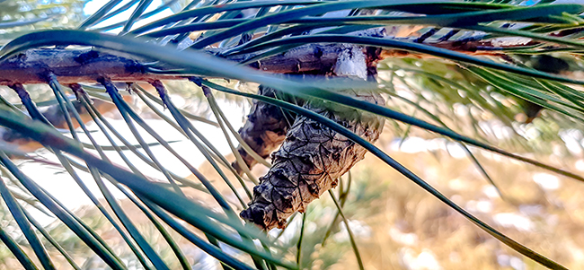 Фотографія ЗА ТРИ ДНІ ДО ВЕСНИ / Зеновій Кулик / photographers.ua