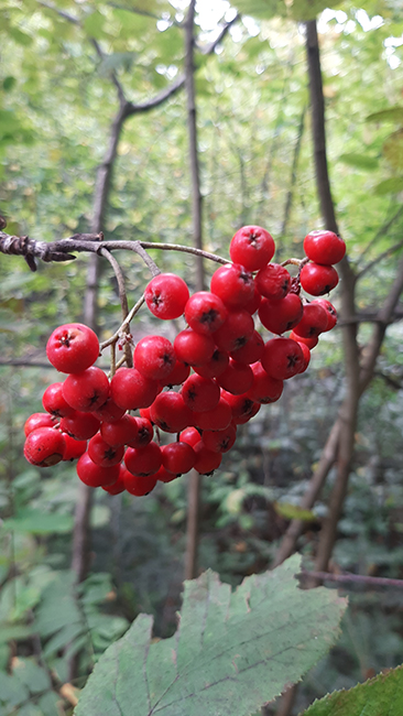 Фотографія ЛІС / Зеновій Кулик / photographers.ua
