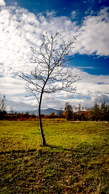 Фотографія ОДИНОКЕ ДЕРЕВО / Зеновій Кулик / photographers.ua