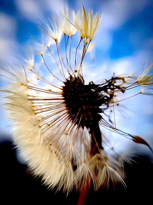 Фотографія КУЛЬБАБА І ТЕПЛА ЗИМА / Зеновій Кулик / photographers.ua