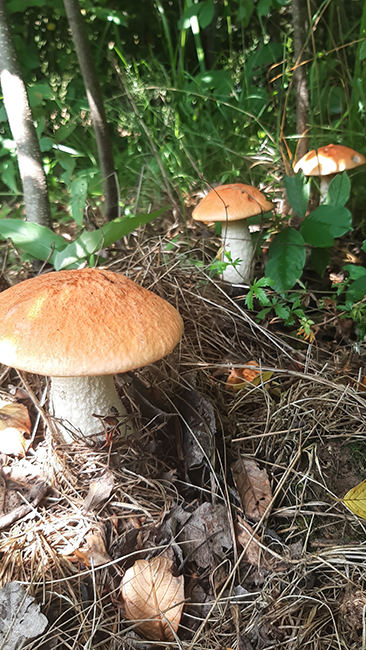 Фотографія ТРИ БРАТТЯ / Зеновій Кулик / photographers.ua