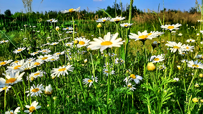 Фотографія РОМАШКИ / Зеновій Кулик / photographers.ua