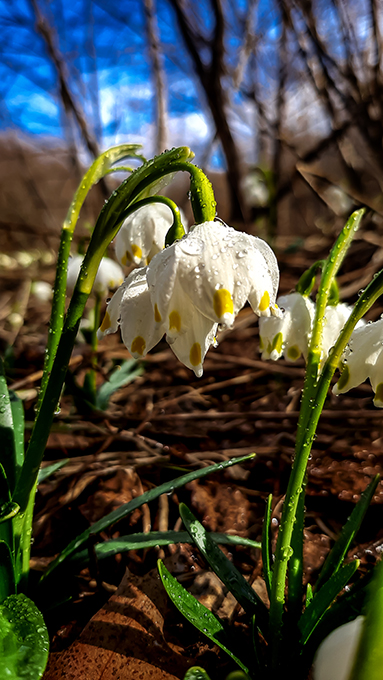 Фотографія ВЕСНЯНІ КВІТИ / Зеновій Кулик / photographers.ua
