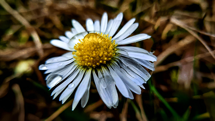 Фотографія КВІТЕНЬ ПРИЙШОВ / Зеновій Кулик / photographers.ua