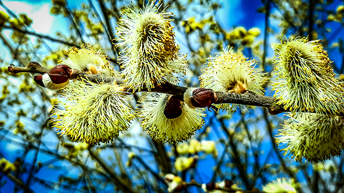 Фотографія ПУХНАСТИКИ / Зеновій Кулик / photographers.ua