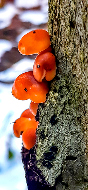 Фотографія ВЕСНА У СВІТІ ГРИБІВ / Зеновій Кулик / photographers.ua