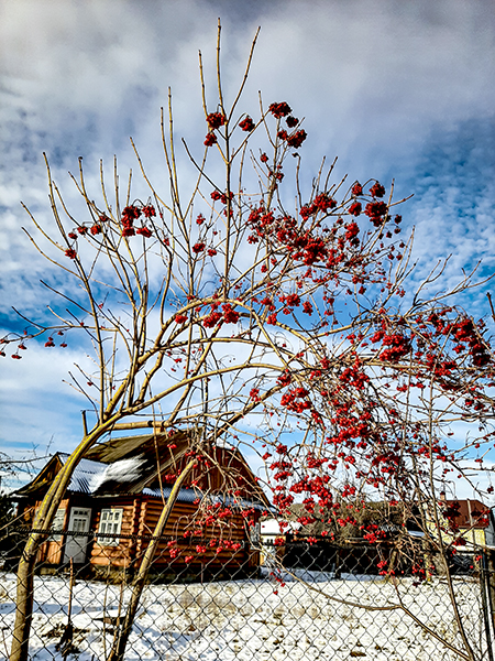 Фотографія КАЛИНА ПРИ ДОРОЗІ / Зеновій Кулик / photographers.ua