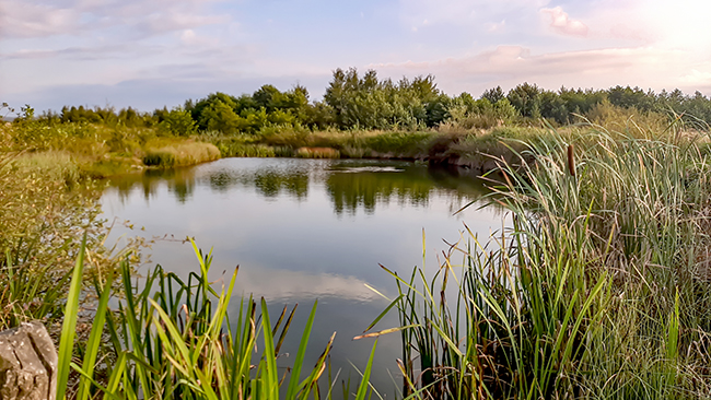 Фотографія ЛІТНІЙ ВЕЧІР / Зеновій Кулик / photographers.ua