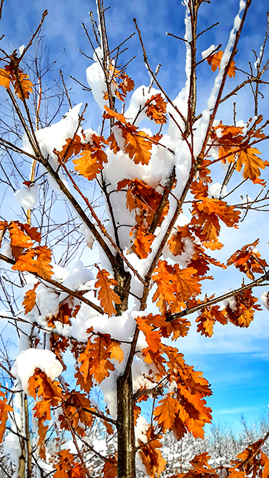 Фотографія ЗИМОВИЙ МОТИВ / Зеновій Кулик / photographers.ua