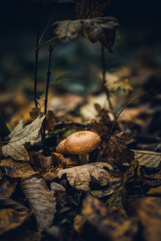 Фотографія Тихе полювання / Олександр Скоропад / photographers.ua